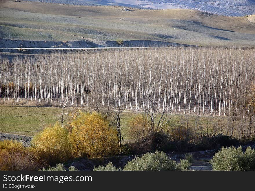 Andalusian Spain