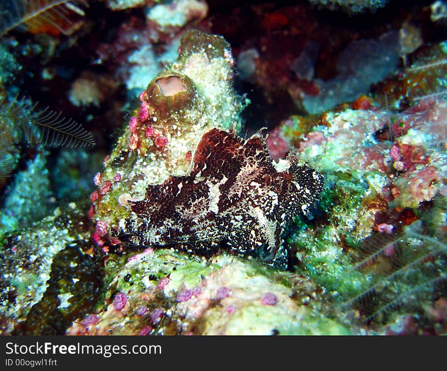 A well camouflaged Leaf scorpion fish lying on the corals.