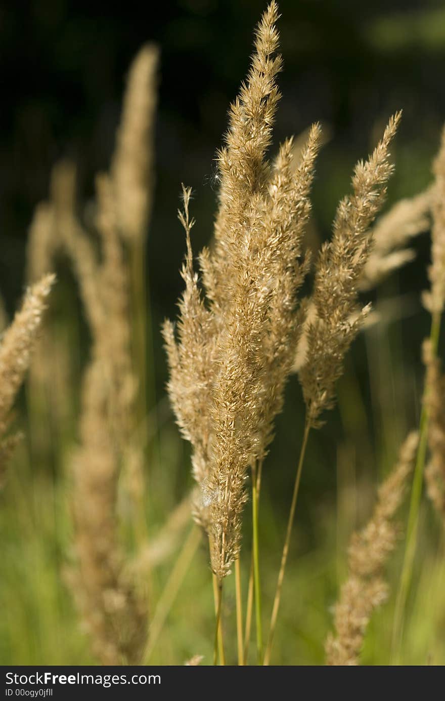 Fluffy plants