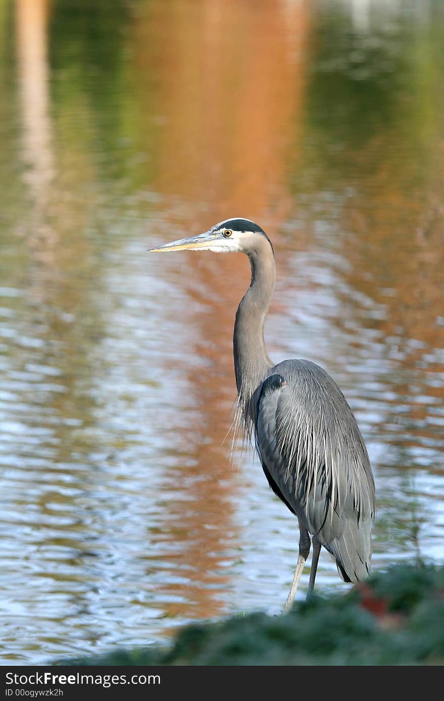 Great Blue Heron - Ardea herodias stand beside lake