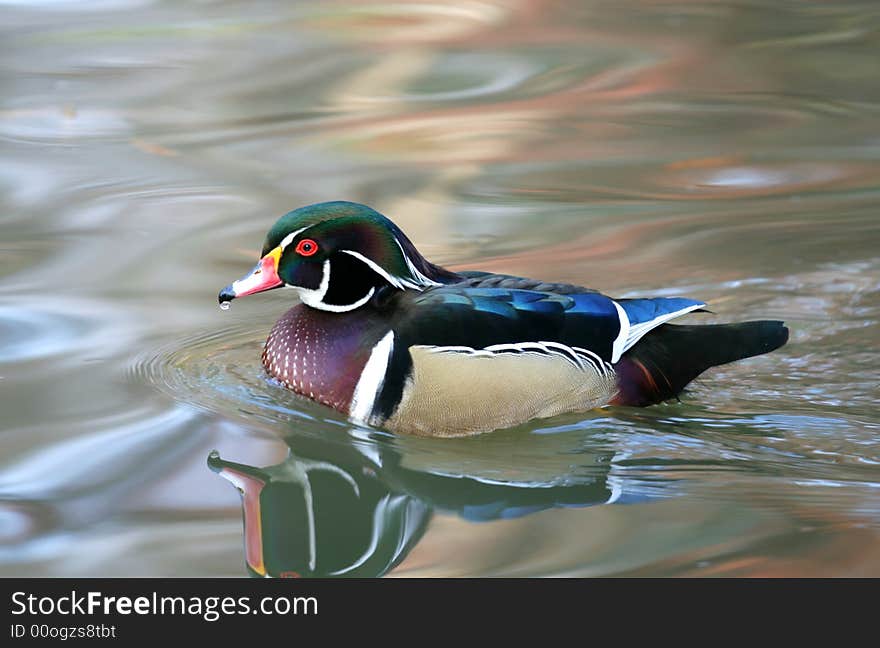 Wood Duck - Aix sponsa swim in lake