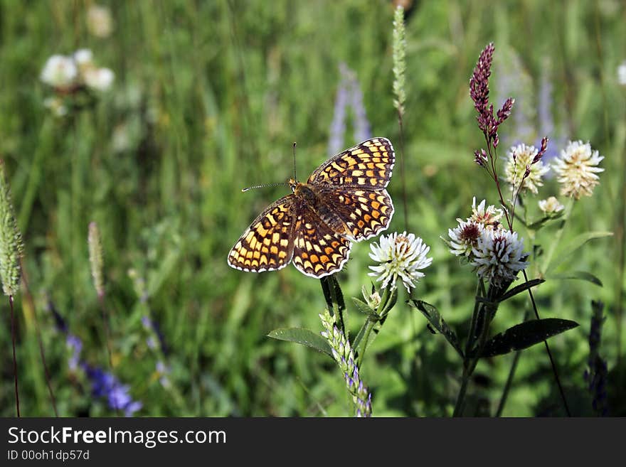 Bright and making colorful butterfly on green meadow