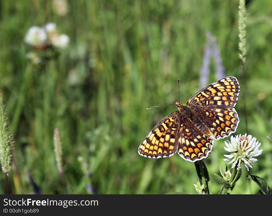 Bright and making colorful butterfly on green meadow