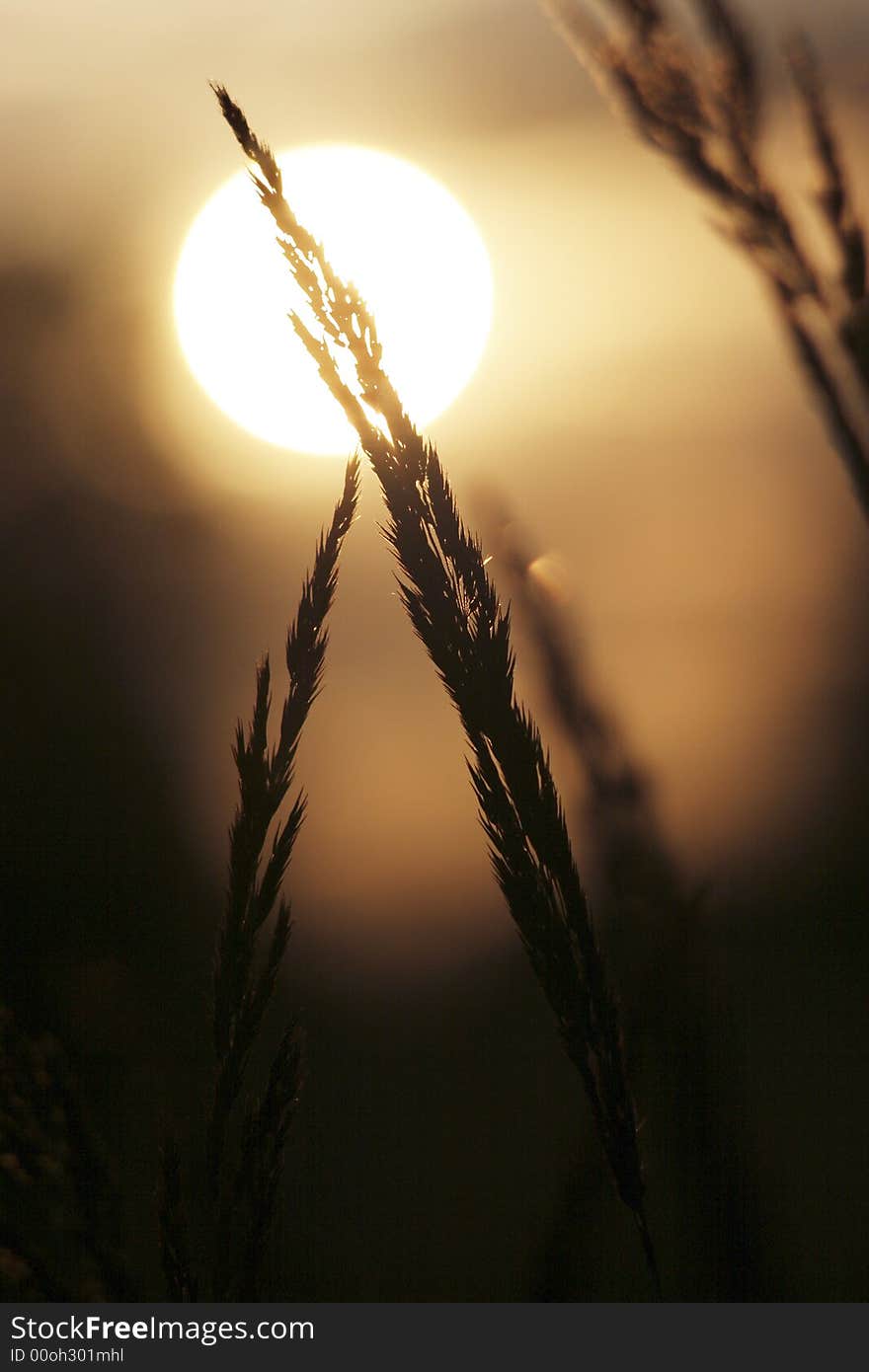 Dry ear of the herb on background leaving Sun in pastel tone. Dry ear of the herb on background leaving Sun in pastel tone