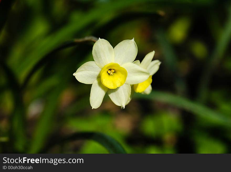 Miniature Daffodil