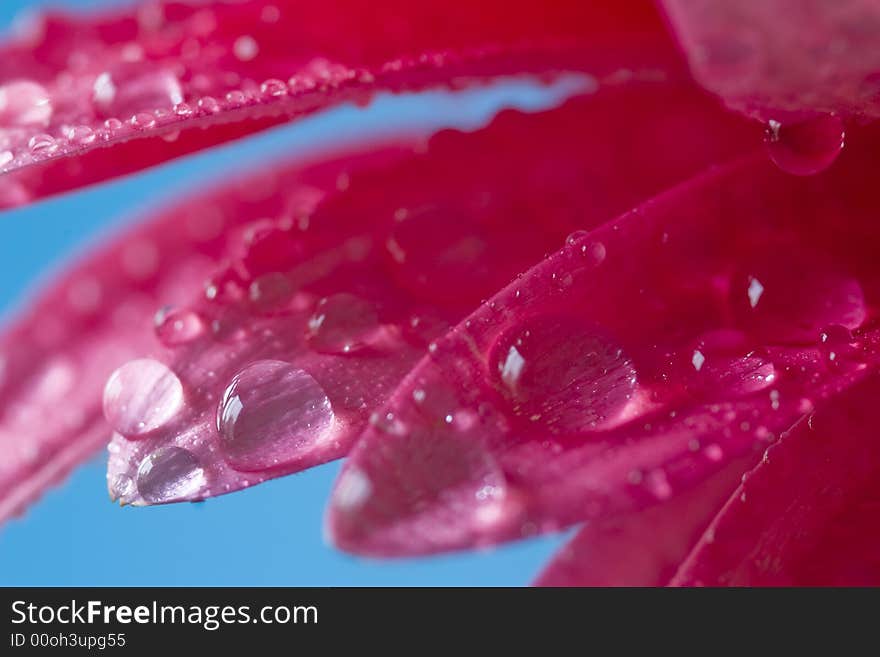 Red diasy with water drops on the petals. Red diasy with water drops on the petals