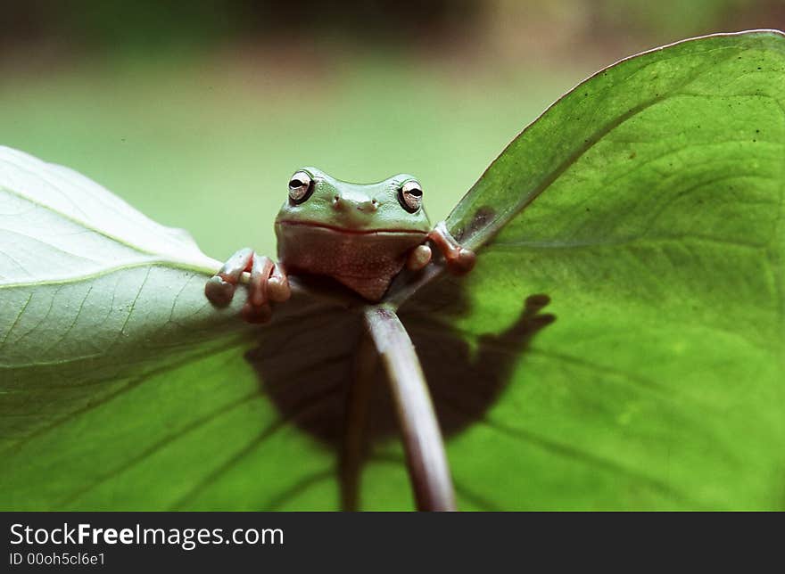 Green frog looking over a leaf. Green frog looking over a leaf