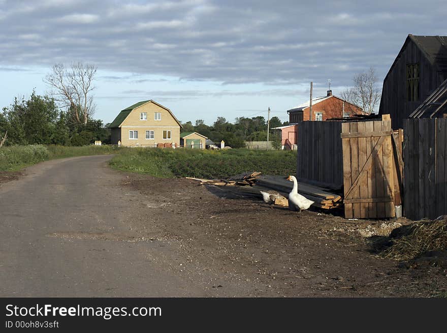 The morning rustic landscape with goose. Russia, summer. The morning rustic landscape with goose. Russia, summer.