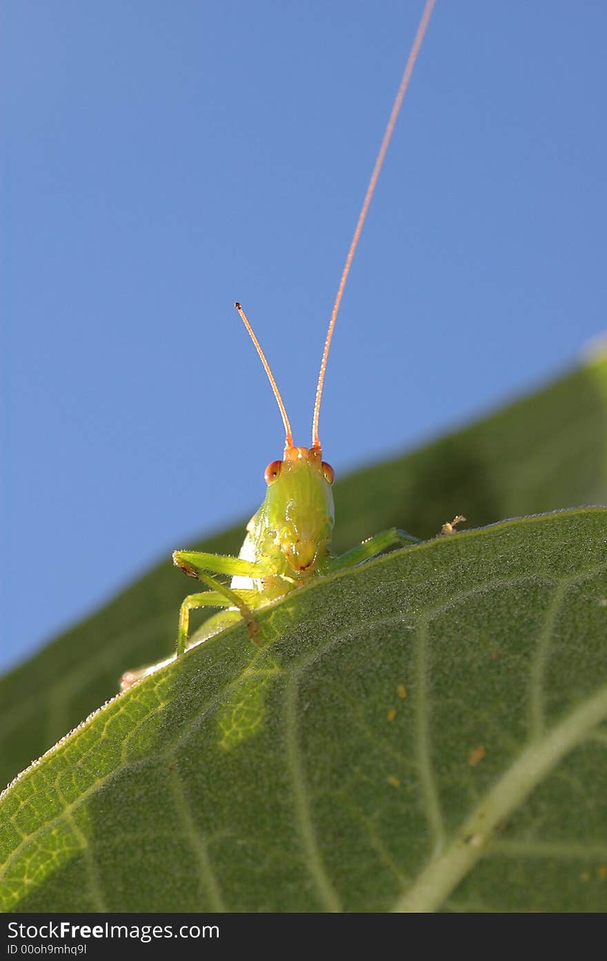 A green grasshopper with red eyes looks over the edge ona green leaf. A green grasshopper with red eyes looks over the edge ona green leaf.