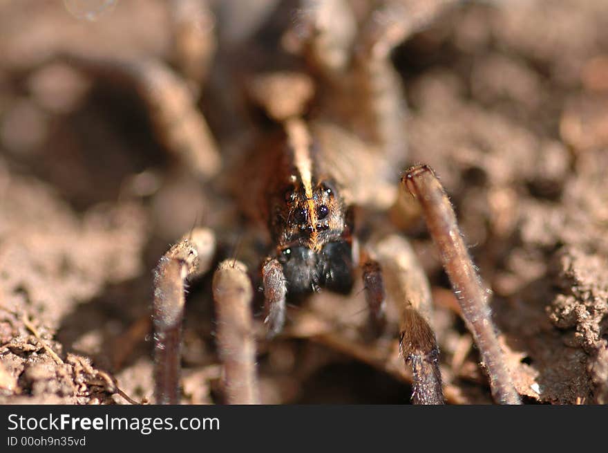 The wolf spider is quite an intimidating animal when viewed up close and personal under a macro lens.