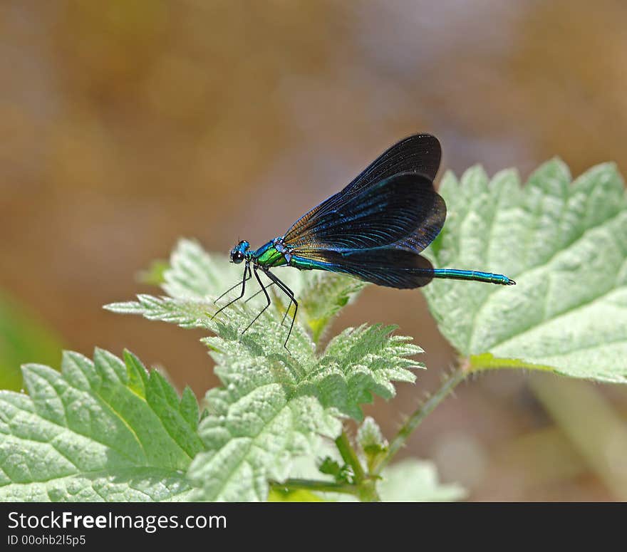 Blue dragonfly resting on a green leaf of the plant in pond