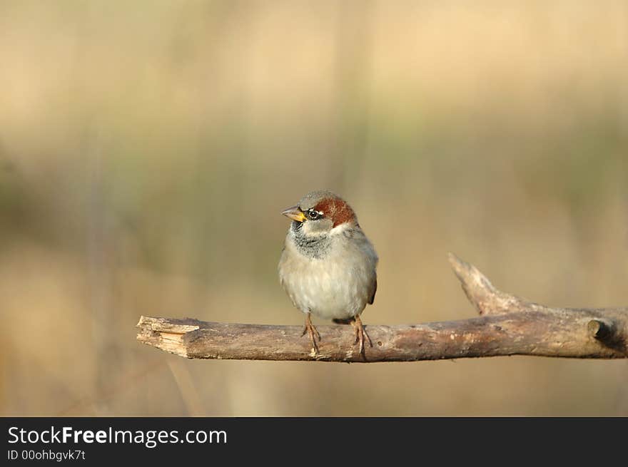 A cute male house sparrow perching on a broken branch with a pleasing natural background.