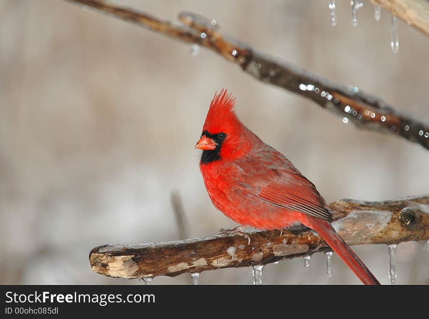 A male northern cardinal perched on an icy branch on a winter day. A male northern cardinal perched on an icy branch on a winter day.