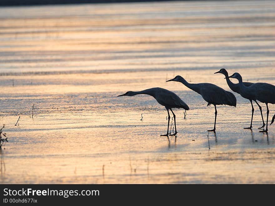 Several sandhill cranes prepare to take flight from the frozen ice. Several sandhill cranes prepare to take flight from the frozen ice.