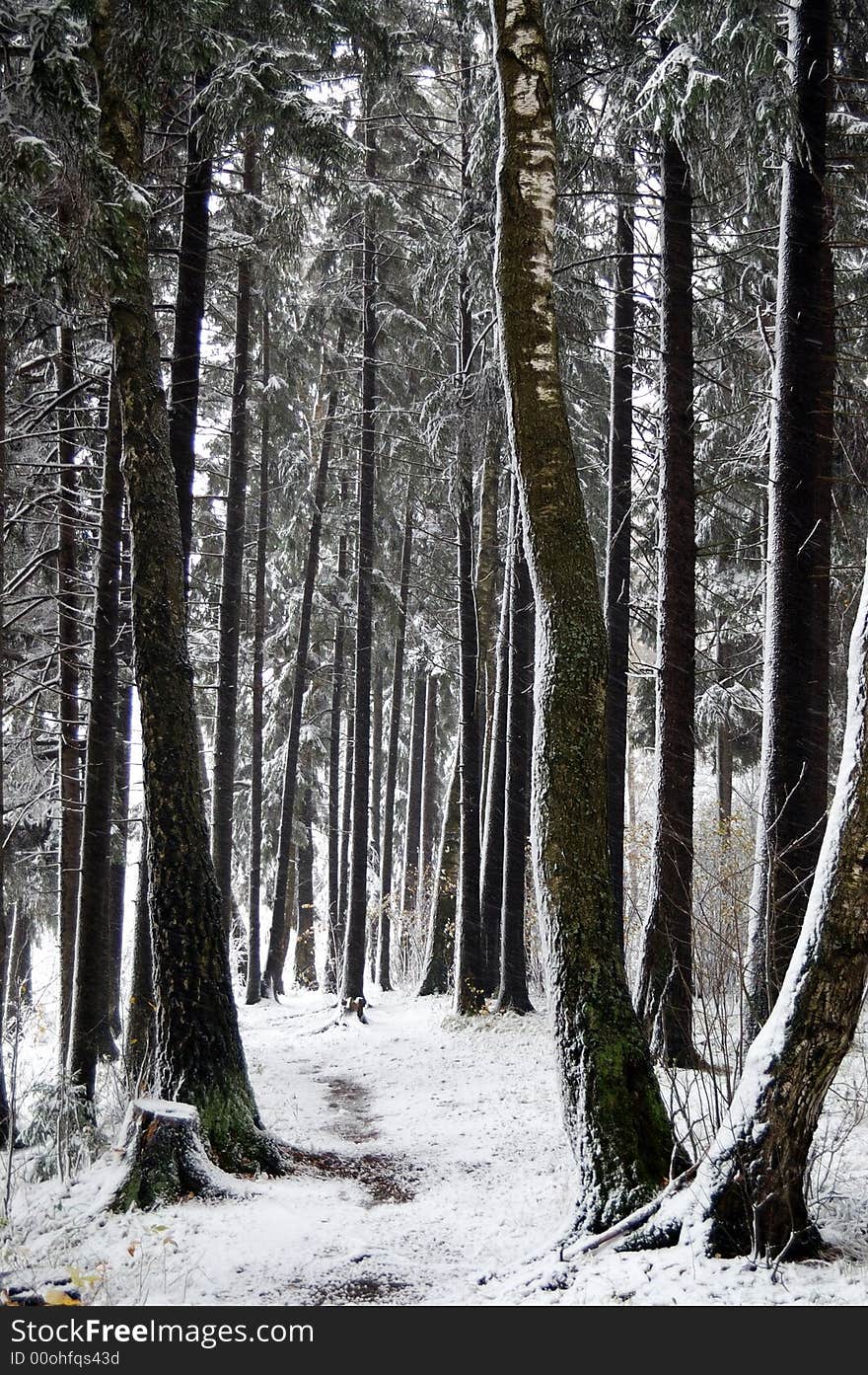 Winter forest