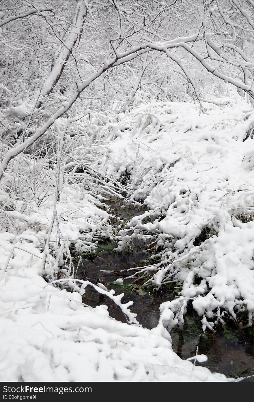 Winter forest