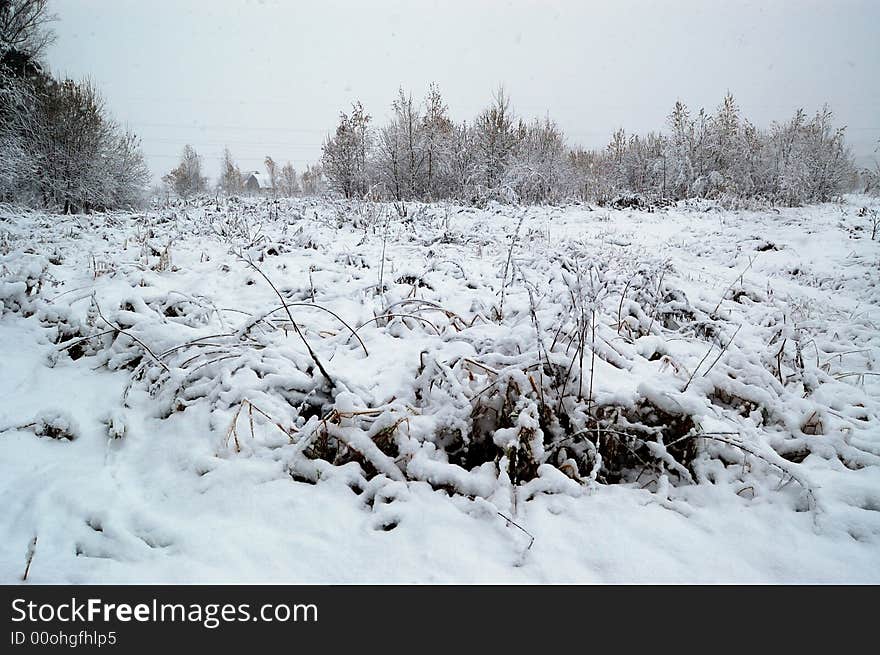 Winter forest