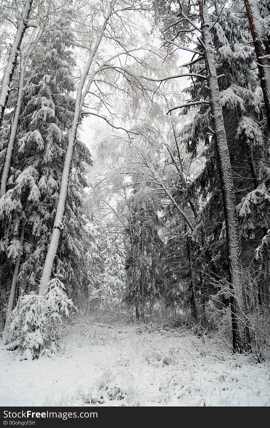 Winter Forest