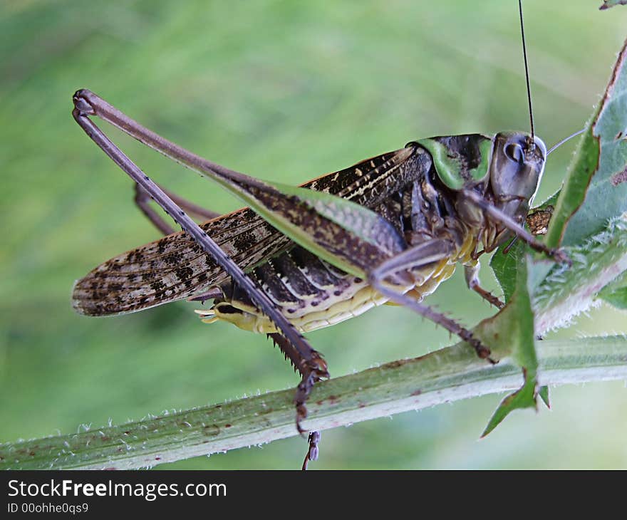 Grasshopper