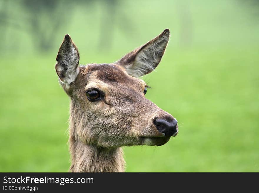 Portrait of deer in a park