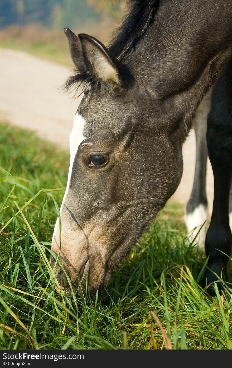 Close-up foal head picture on the green grass background. Close-up foal head picture on the green grass background