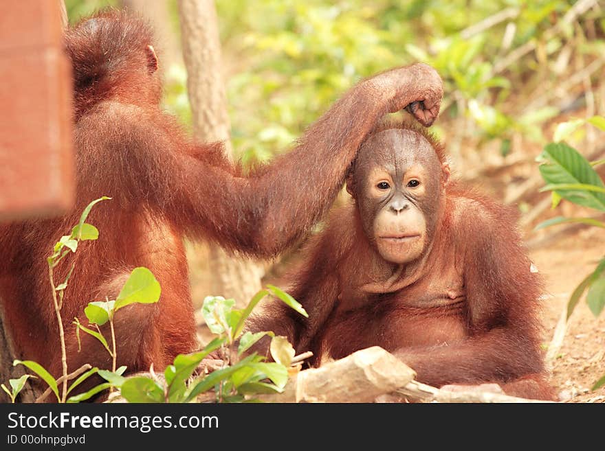 Two young Orang-Utan grooming in rainforest