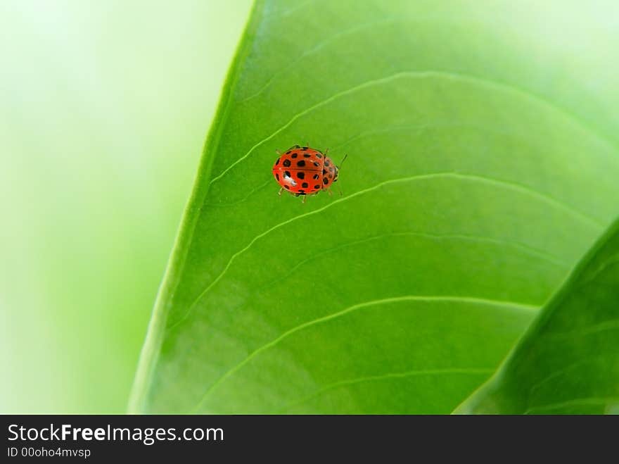 Ladybug on a green leaf background. Ladybug on a green leaf background