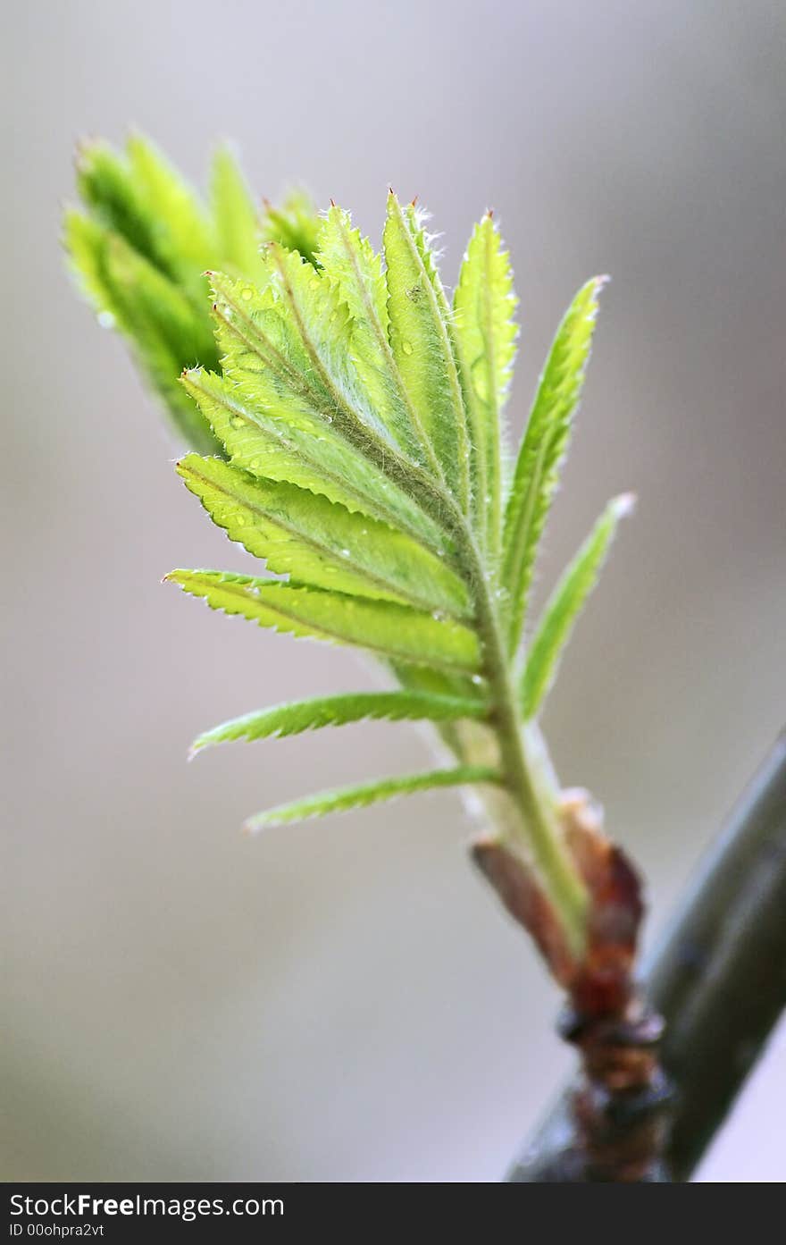 Wet green leafs on grey background