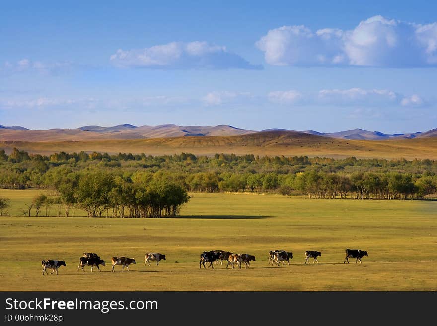 Autumn Grassland View