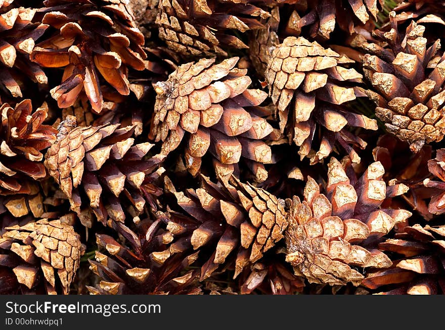 Pine Cone Background