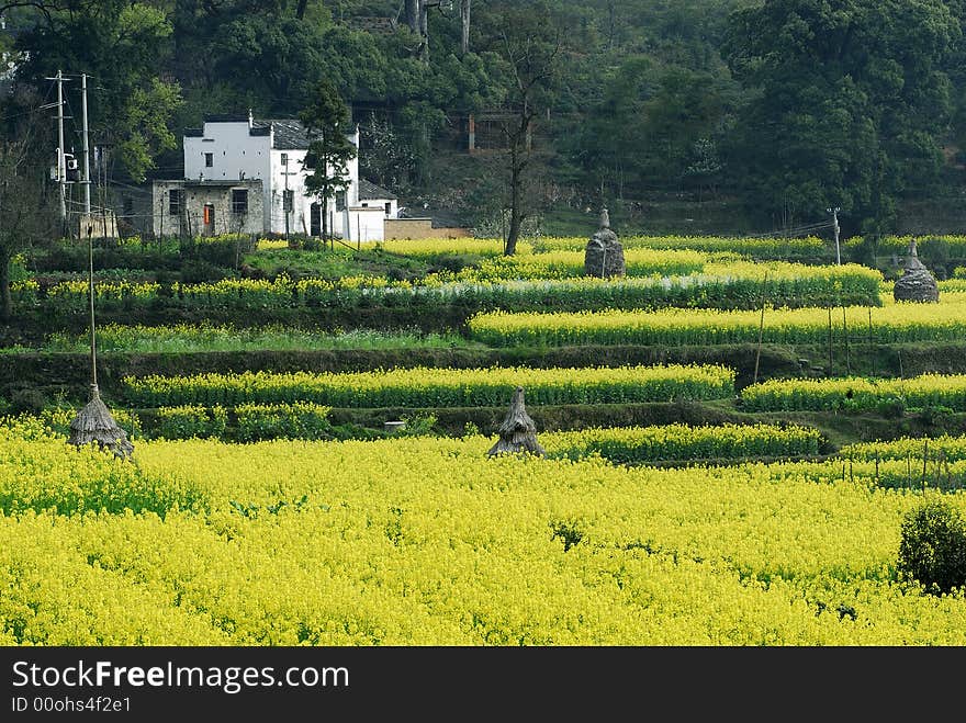 plantation with bloom yellow flower. plantation with bloom yellow flower