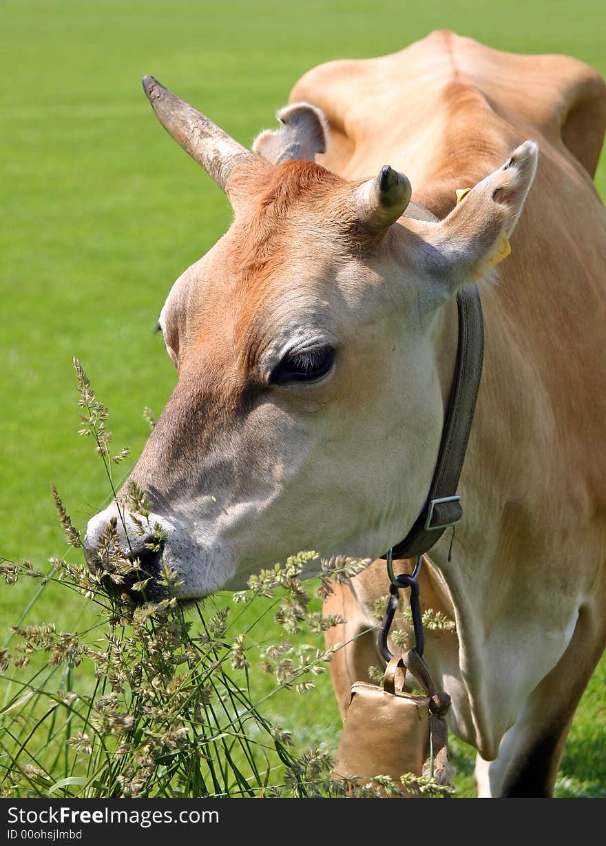 The Cow On A Meadow