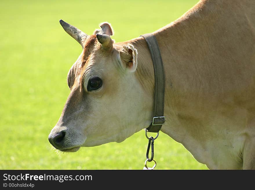 The cow grazed on a green meadow. The cow grazed on a green meadow