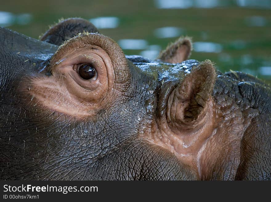 Ears and eyes of hippo