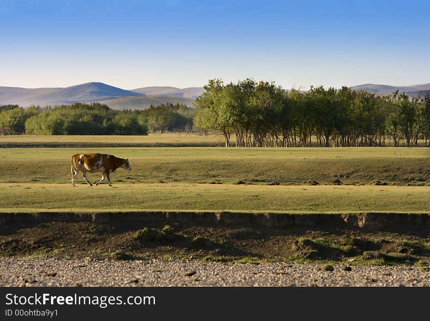 Autumn Grassland View