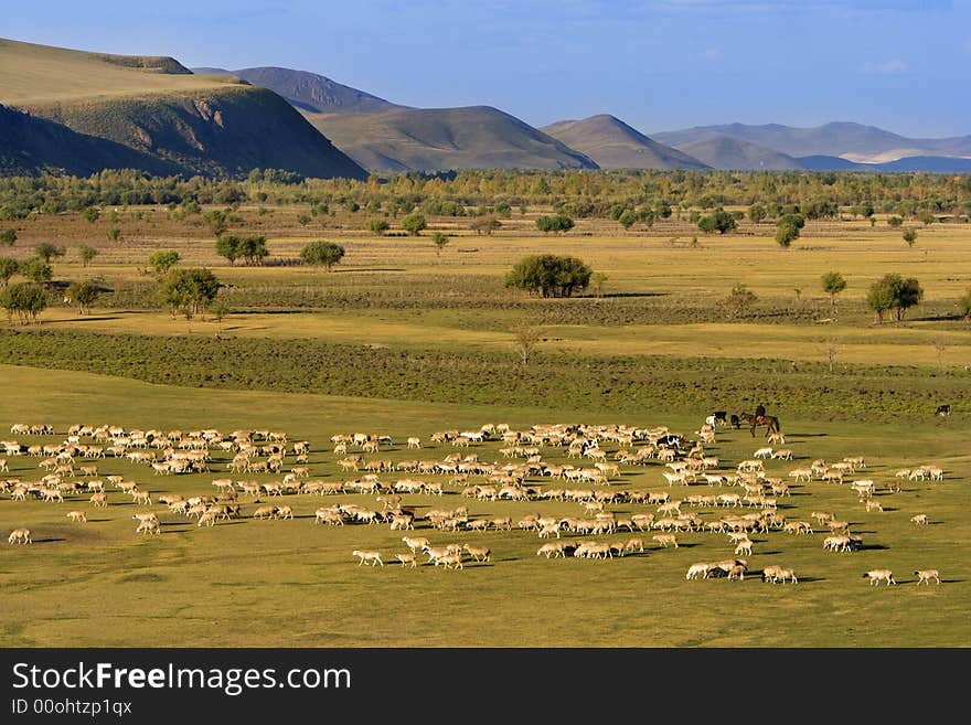 A group of sheep passing through a grassland.