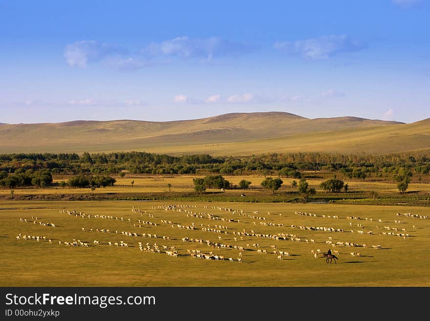 A group of sheep passing through a grassland.