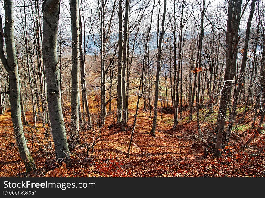 Beautiful Forest during the autumn. Beautiful Forest during the autumn