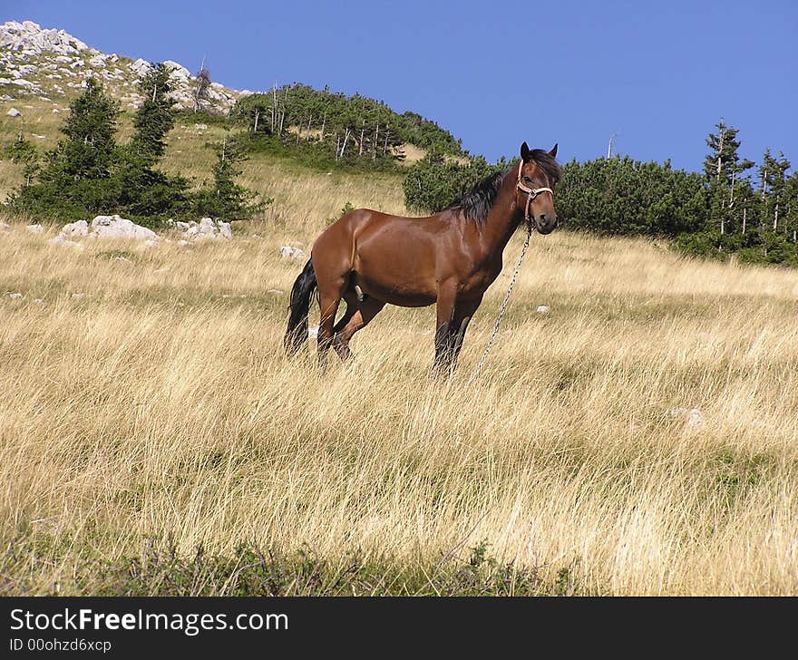 Wild horse in the mountain