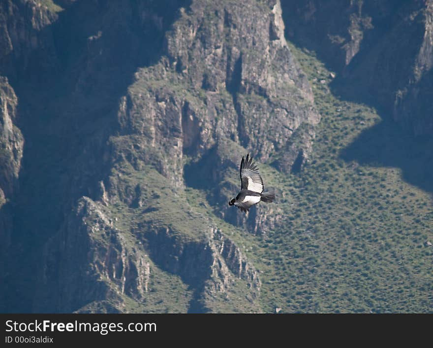 Flying condor in the Colca canyon