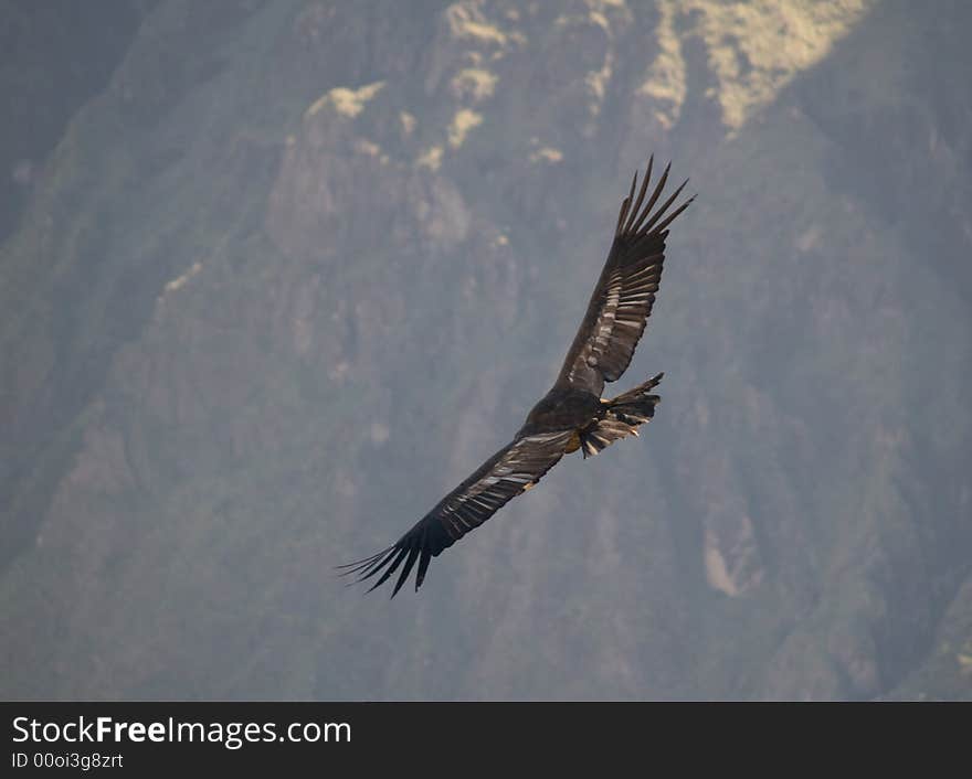 Flying condor in the Colca canyon,Peru