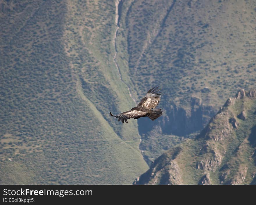 Flying condor in the Colca canyon