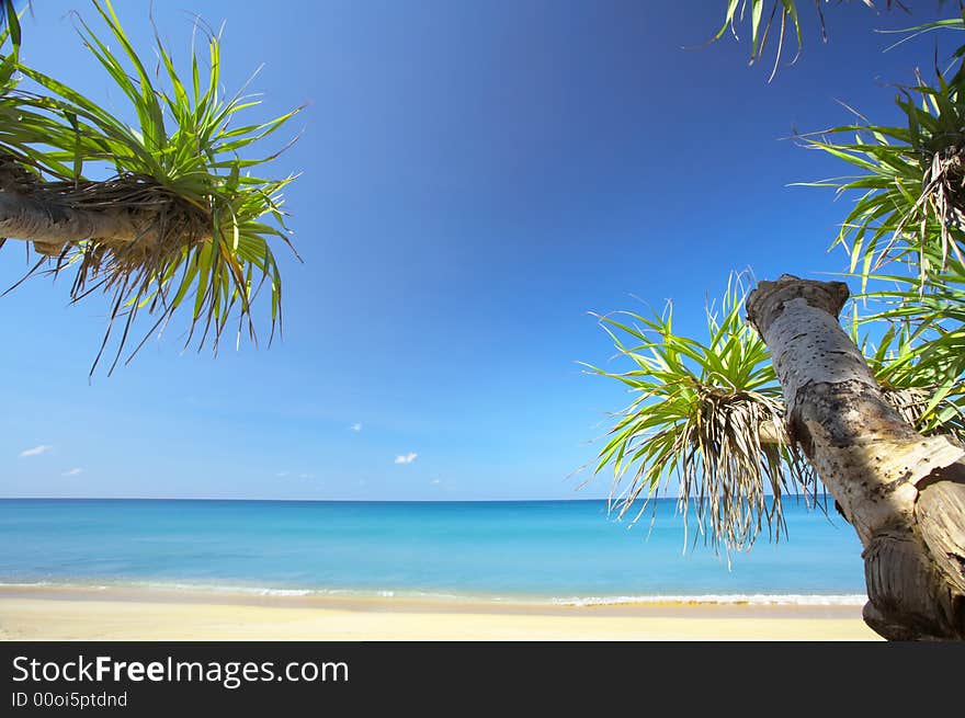 View of nice empty sandy beach with fragment of a mangrove tree. View of nice empty sandy beach with fragment of a mangrove tree