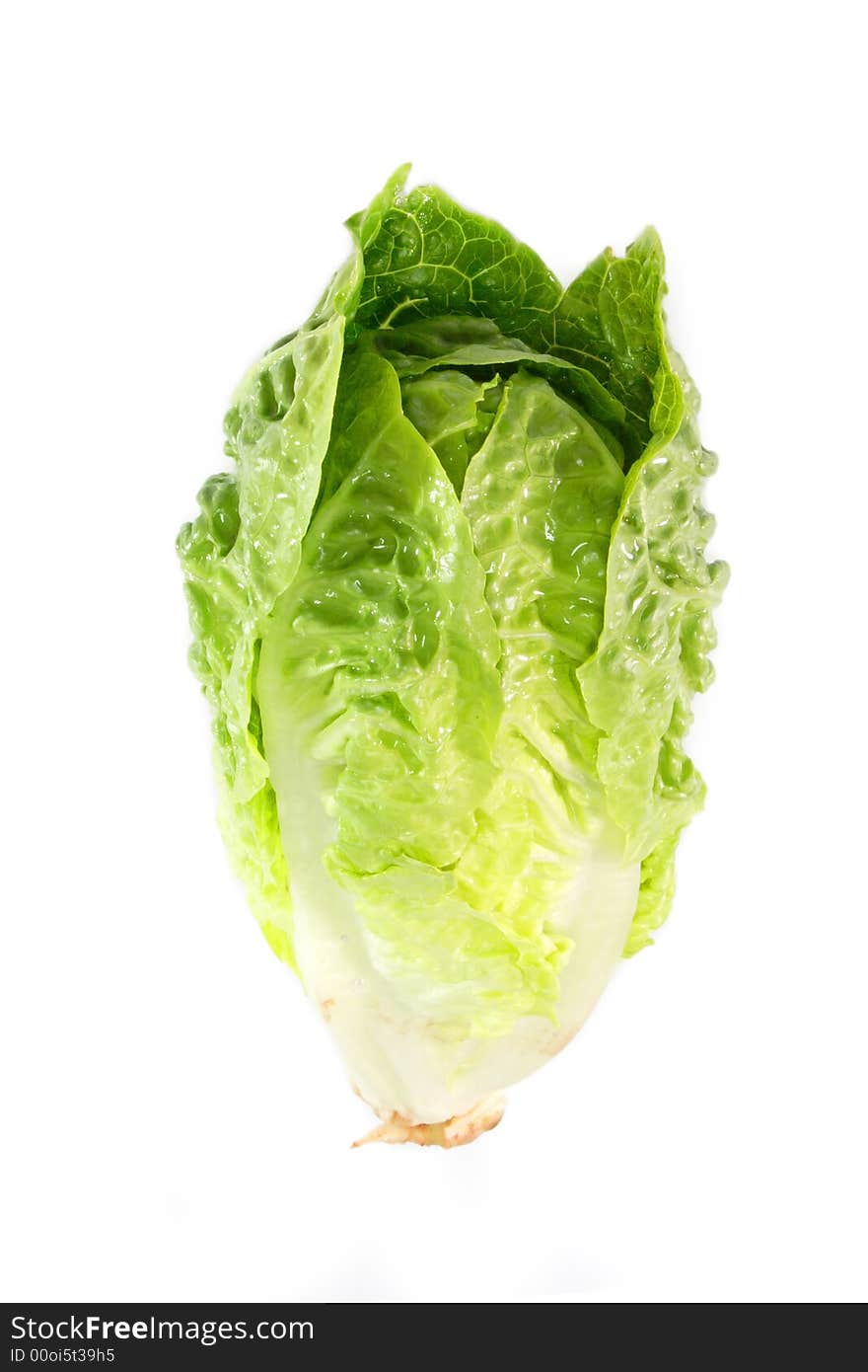 Green salad on bright background