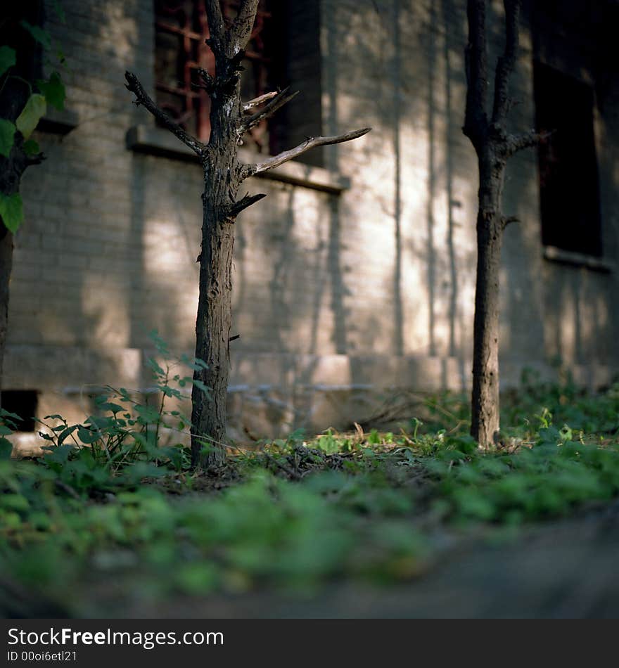 Trees in shadow