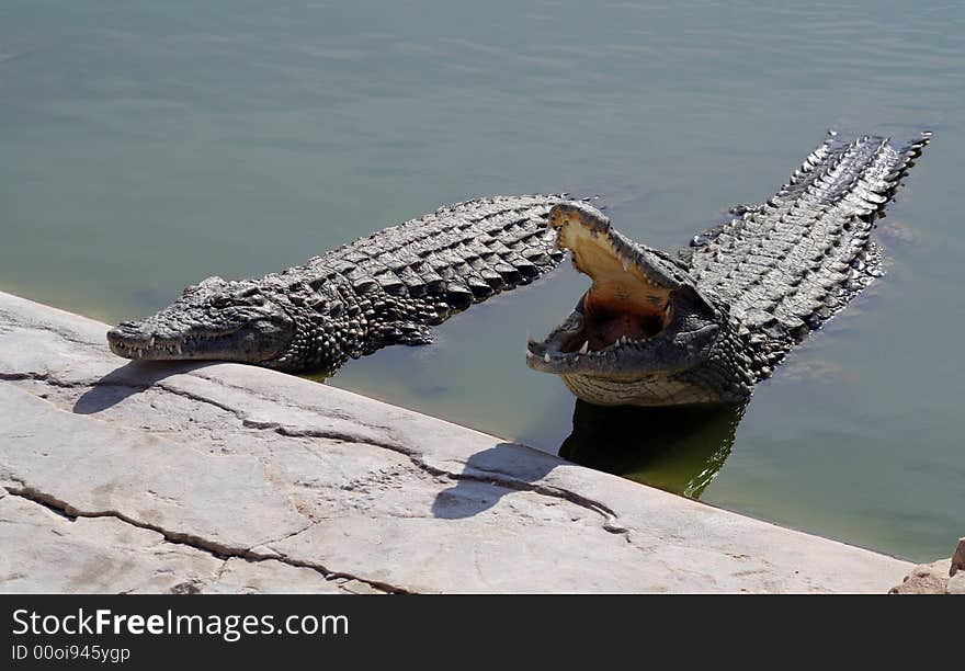 Crocodiles in the shallow water on the bank of the river.