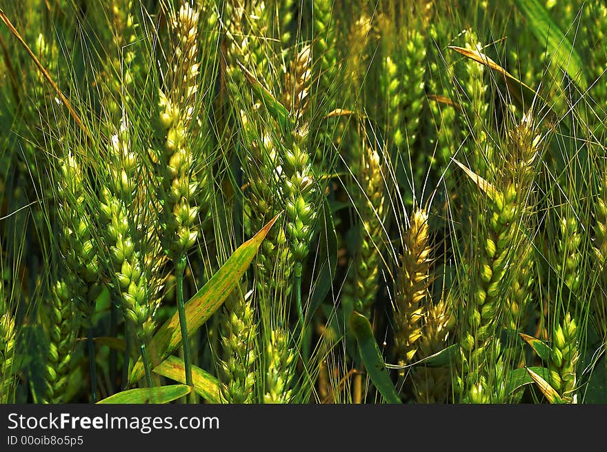 A wheat field in summer