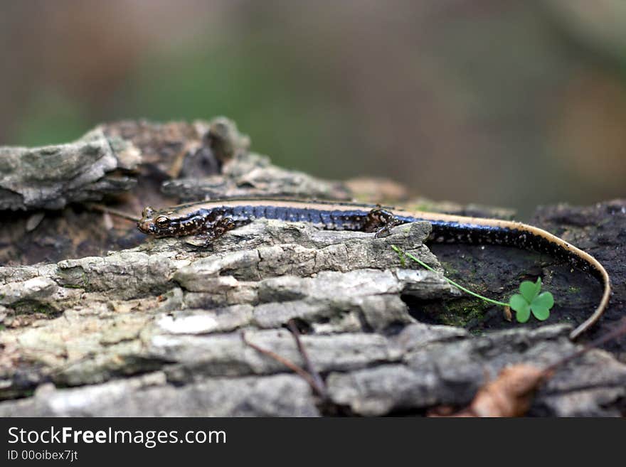 Three-lined Salamander