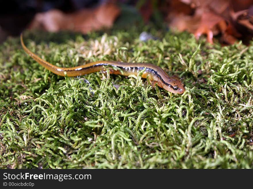 Two-lined salamander