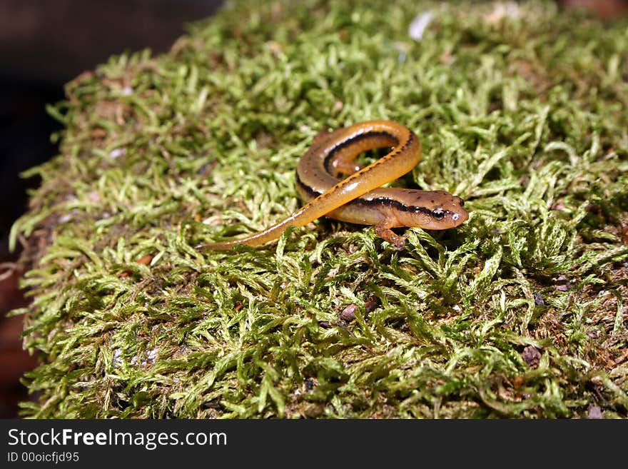 Two-lined Salamander